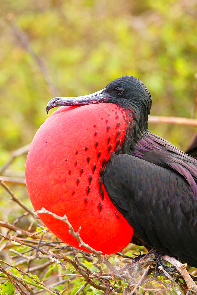 Male Magnificent Frigatebird (Fregata magnificens) with inflated gular sac, North Seymour Island, Galapagos National Park, Ecuador, South America