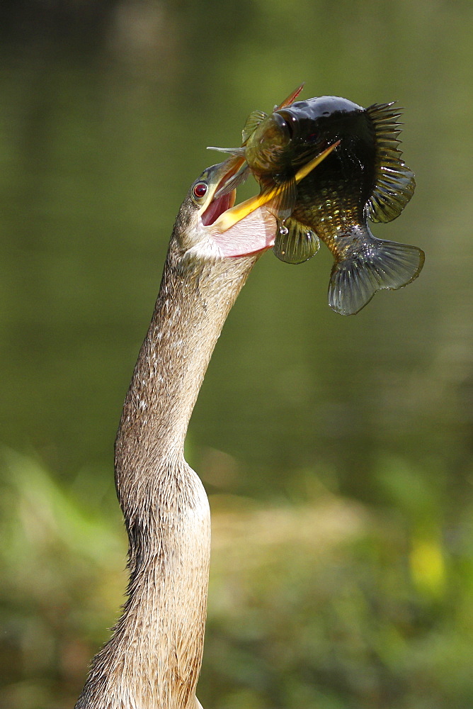 Anhinga (Anhinga anhinga) eating fish, United States of America, North America