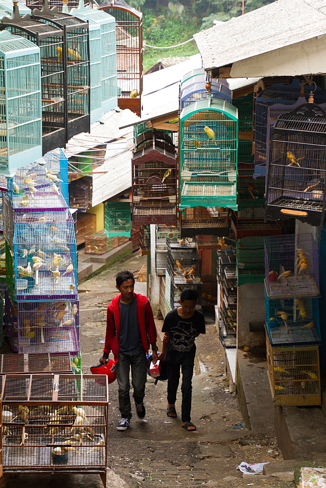 The bird and flower markets of Malang, Malang, East Java, Indonesia, Southeast Asia, Asia