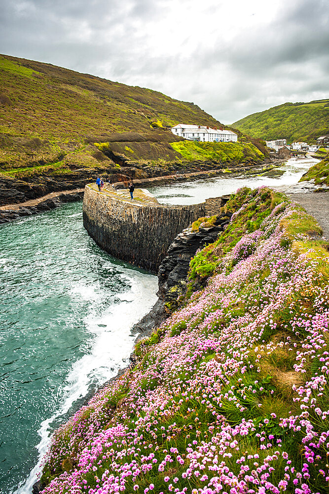 Flowers at Boscastle Harbour in springtime, Atlantic coast, Cornwall, England, United Kingdom, Europe