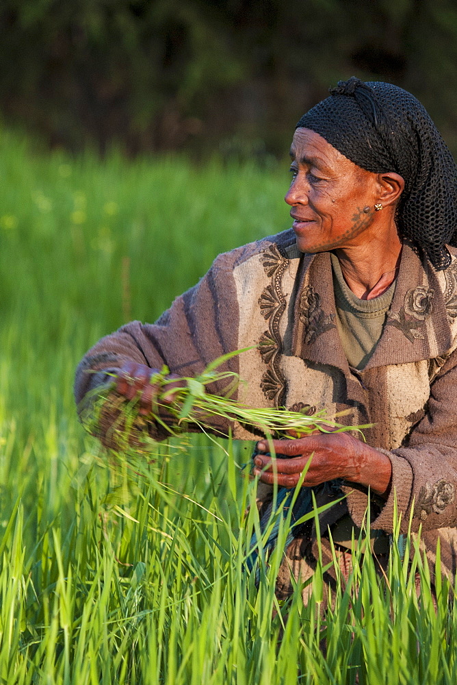 A woman working in the fields on her farm, Ethiopia, Africa