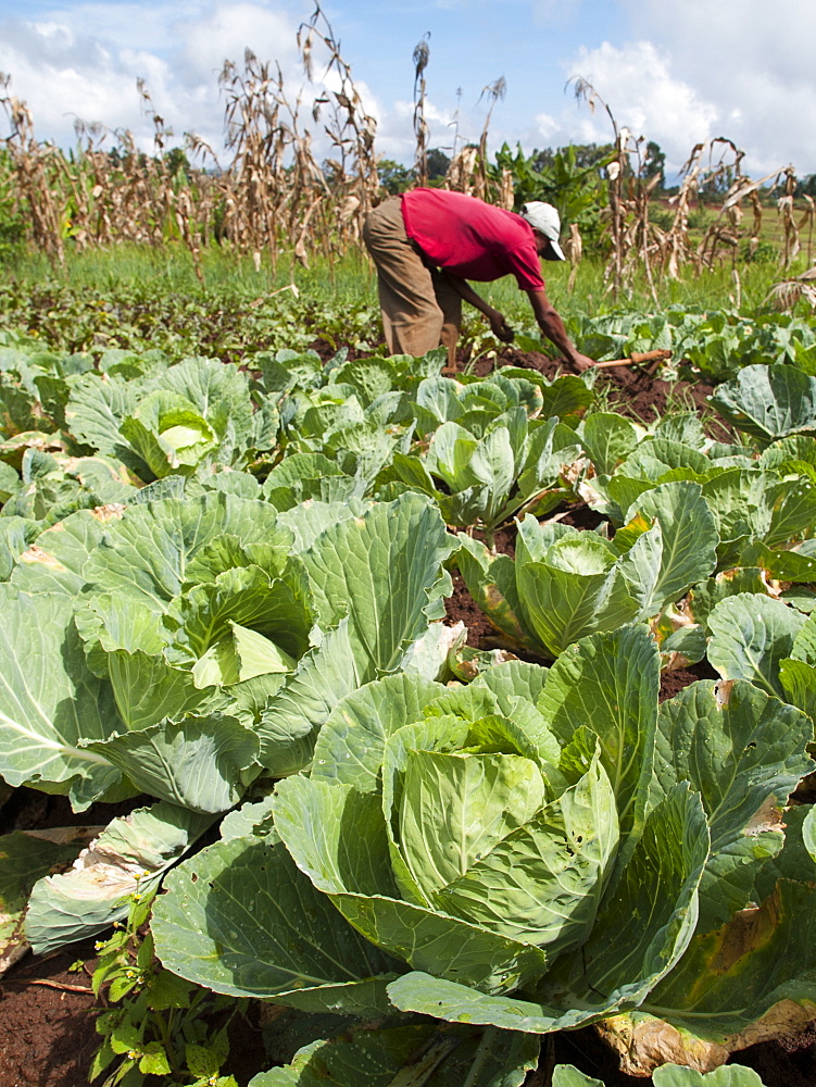 A farmer working in his field on cabbages, Ethiopia, Africa