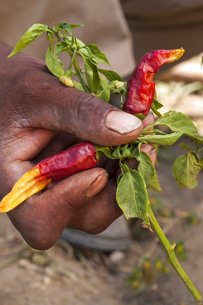 A close up of a famer's hand as he checks his chilli plant, Ethiopia, Africa