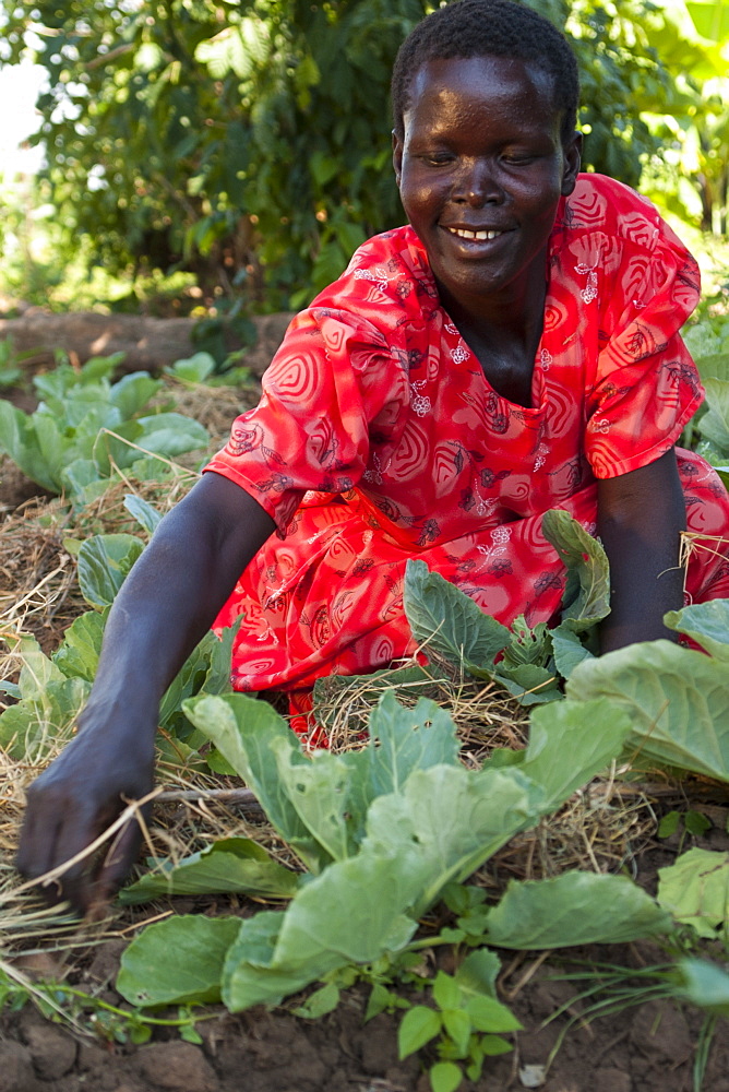 A female farmer checks on her cabbages, Uganda, Africa