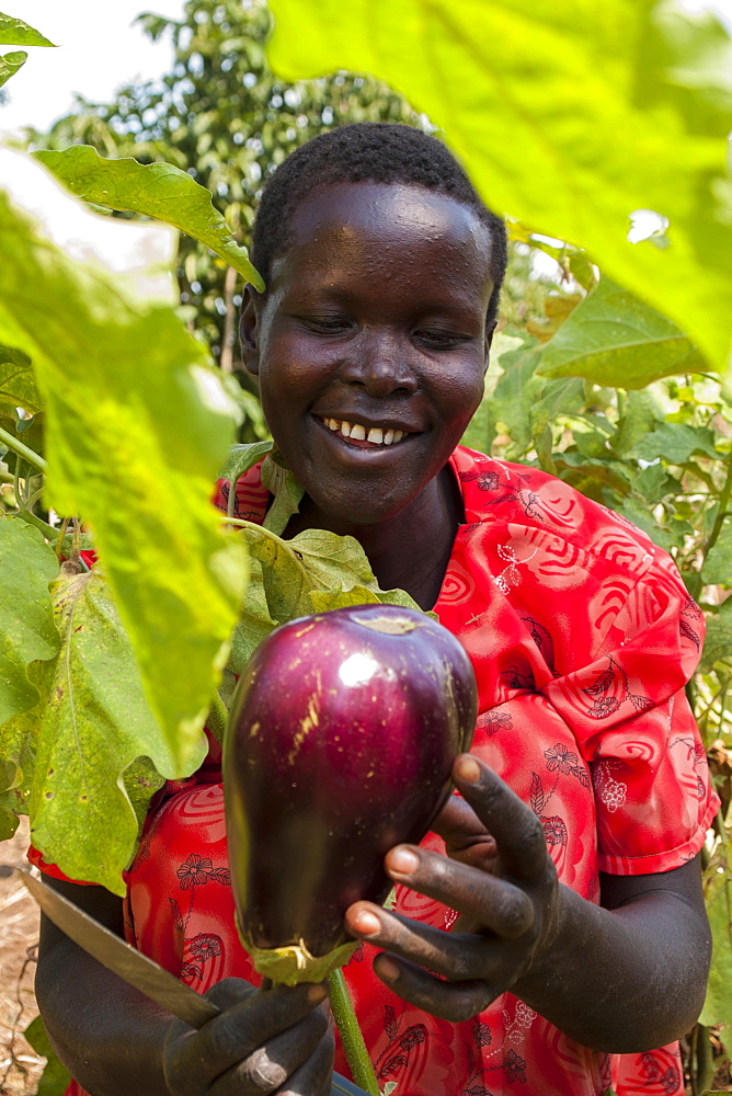 A female farmer harvests an aubergine (eggplant), using a knife, Uganda, Africa