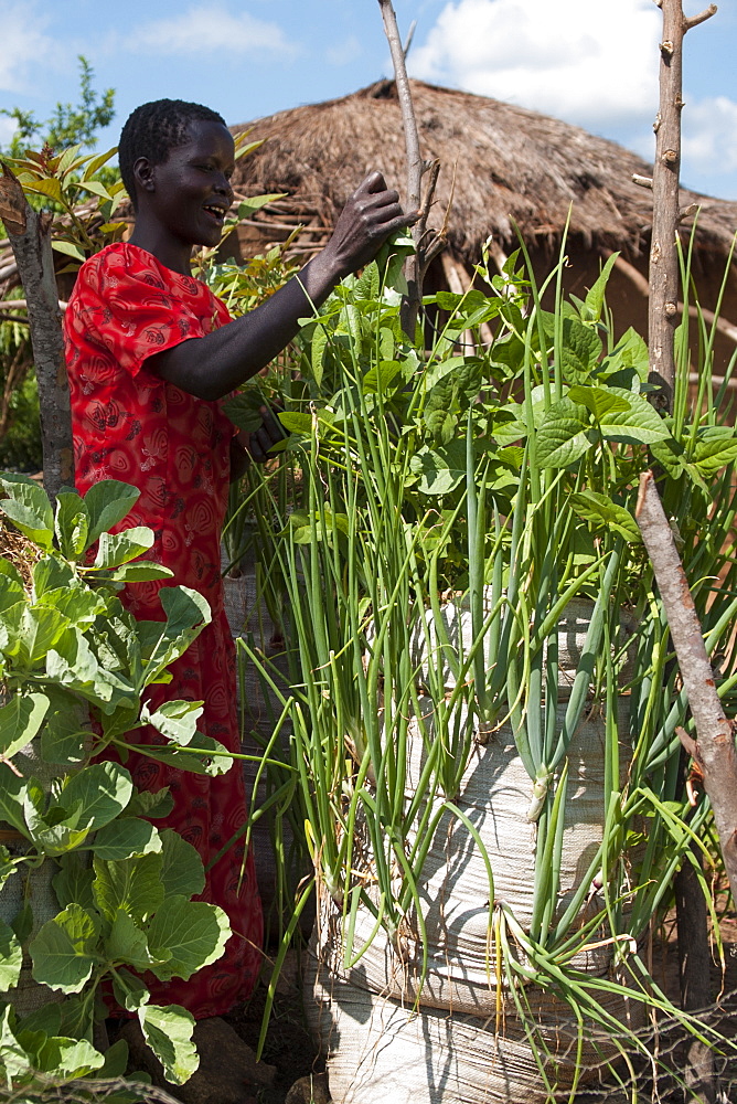 A female farmer tends to vegetables growing in the sack garden outside her home compound, Uganda, Africa