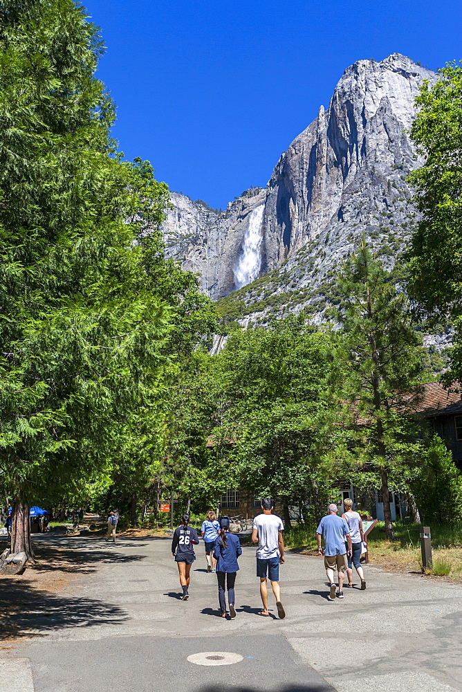 A view of Yosemite Falls from the Valley Visitor Center in Yosemite National Park, UNESCO World Heritage Site, California, United States of America, North America