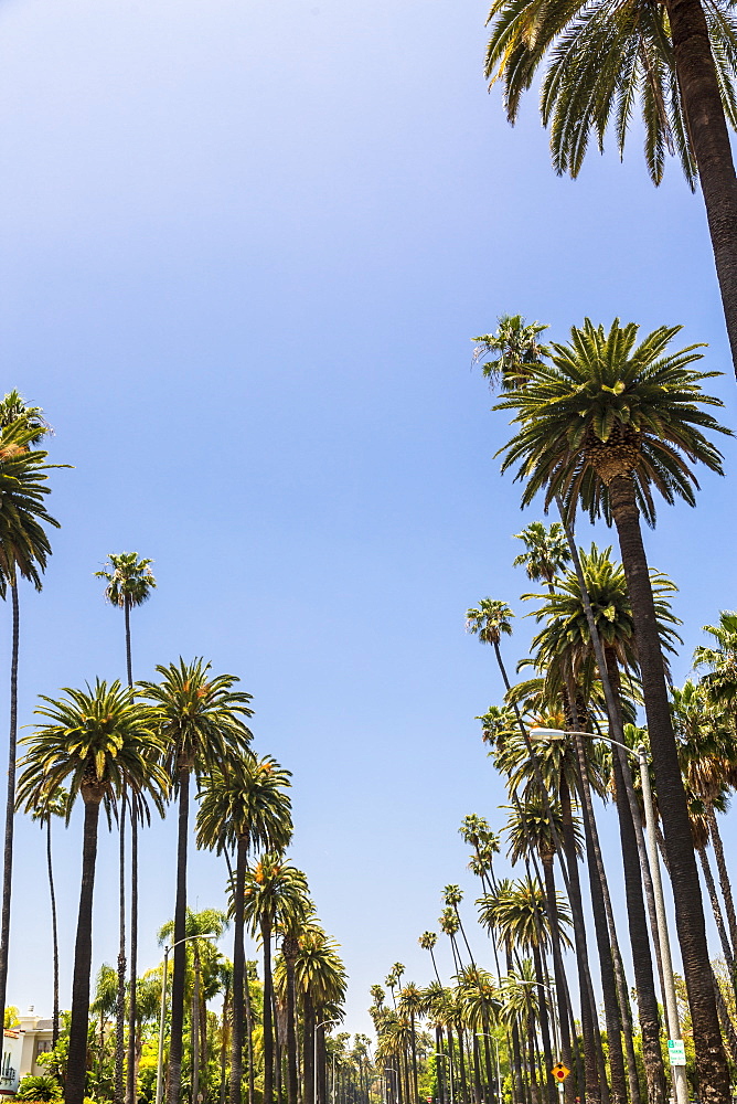 Beverly Drive, Beverly Hills, California, United States of America, North America