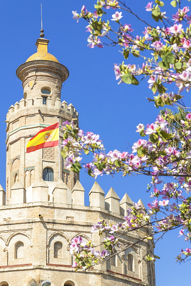 The Golden Tower (Torre del Oro), Seville, Andalusia, Spain, Europe