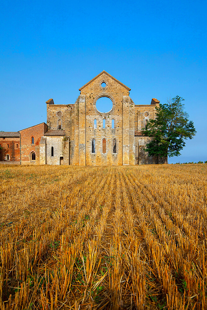 Abbey of San Galgano, Chiusdino, Siena, Tuscany, Italy, Europe