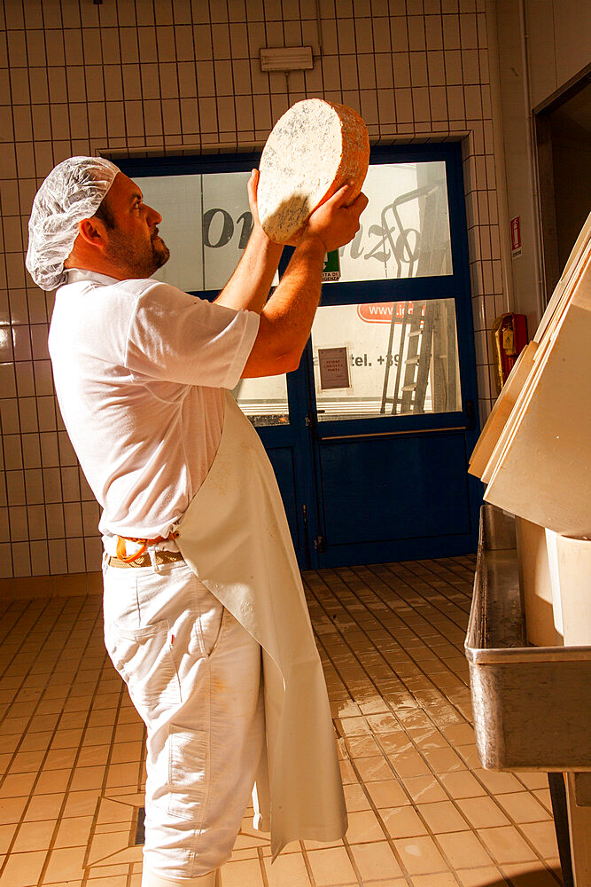 The production of gorgonzola cheese, Novara, Piedmont, Italy, Europe