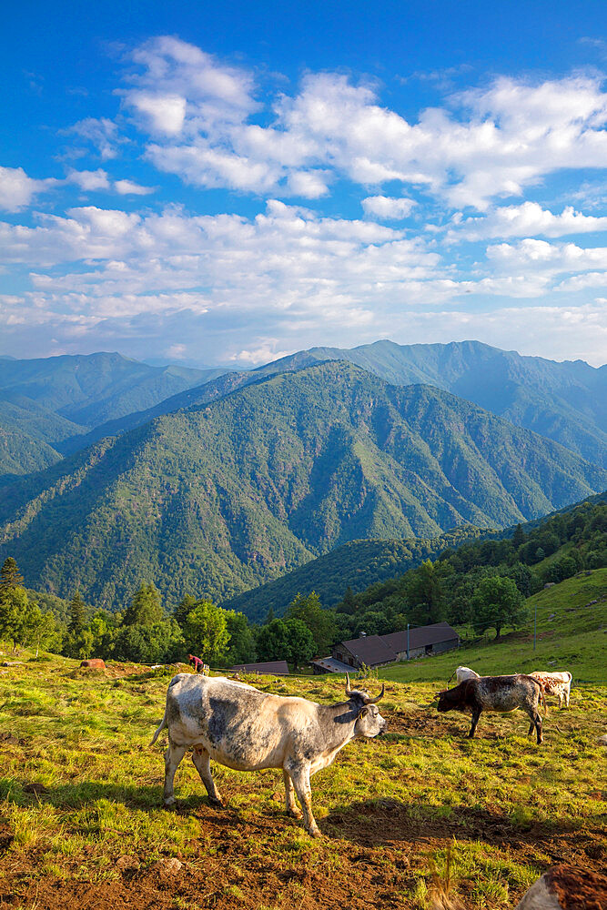 The Bocchetta di Margosio, Valdilana, Biella, Piedmont, Italy, Europe