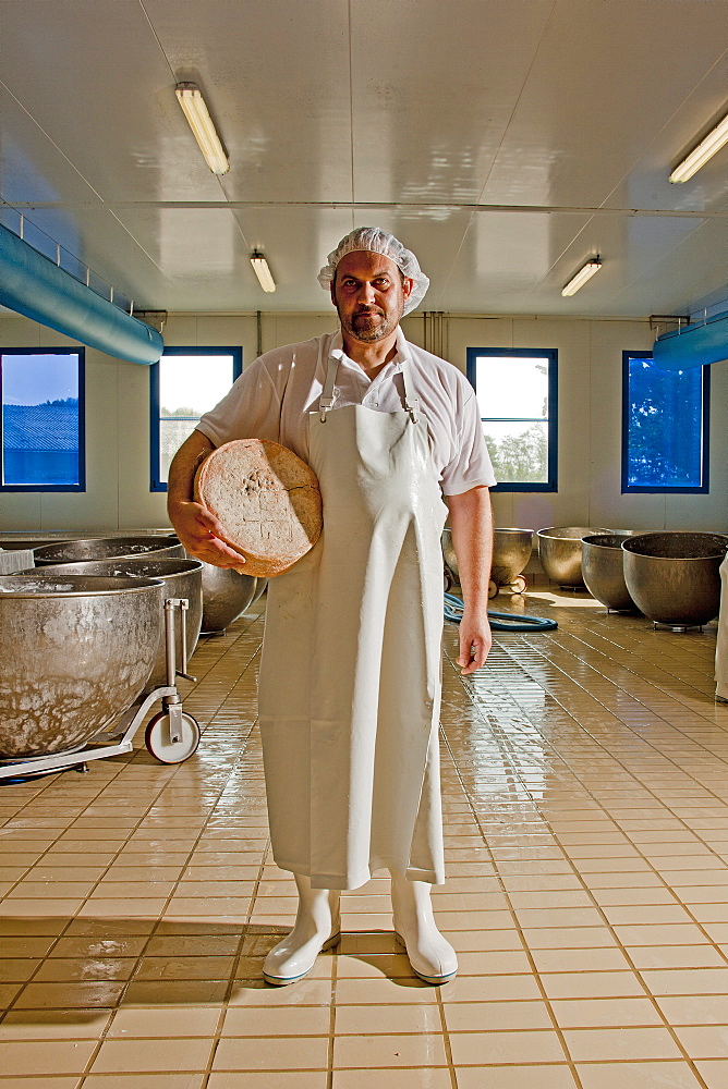 Production of the typical gorgonzola cheese, Novara, Piedmont, Italy, Europe