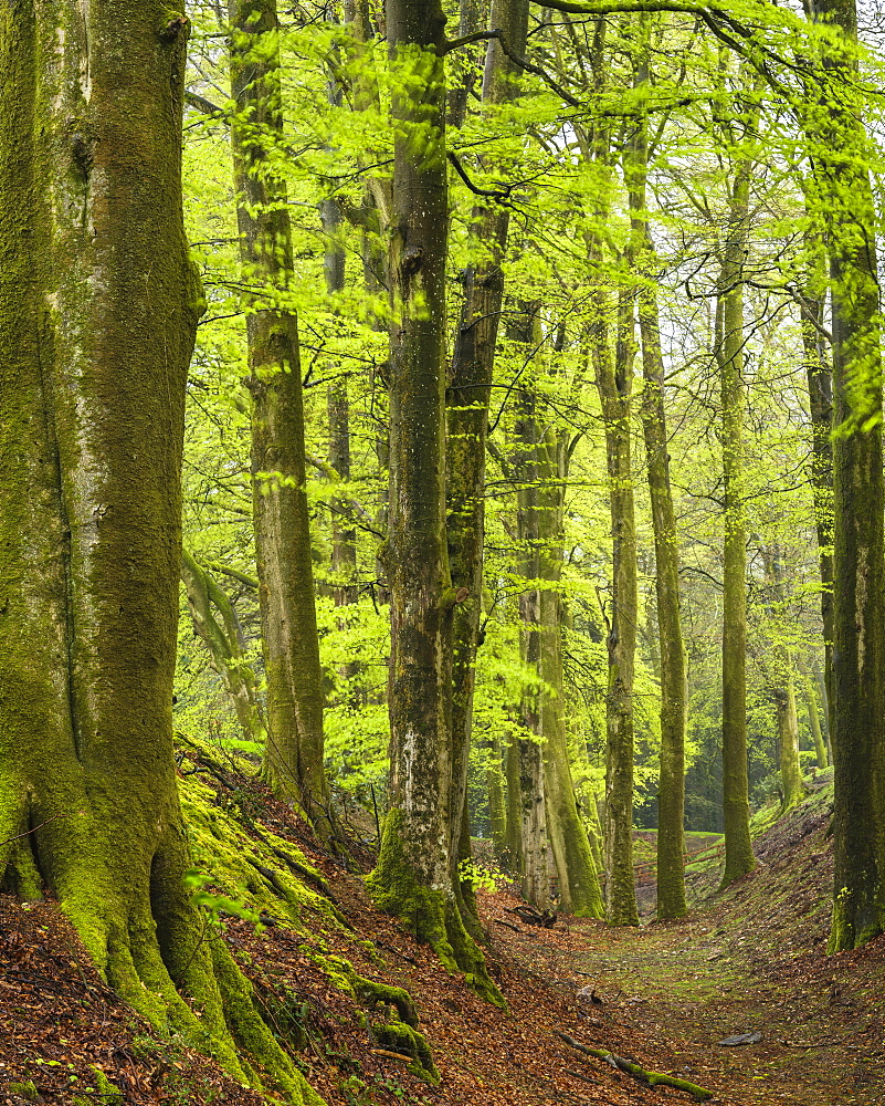 First leaves on these fine Beech trees at Woodbury Castle, near Exmouth, Devon, England, United Kingdom, Europe