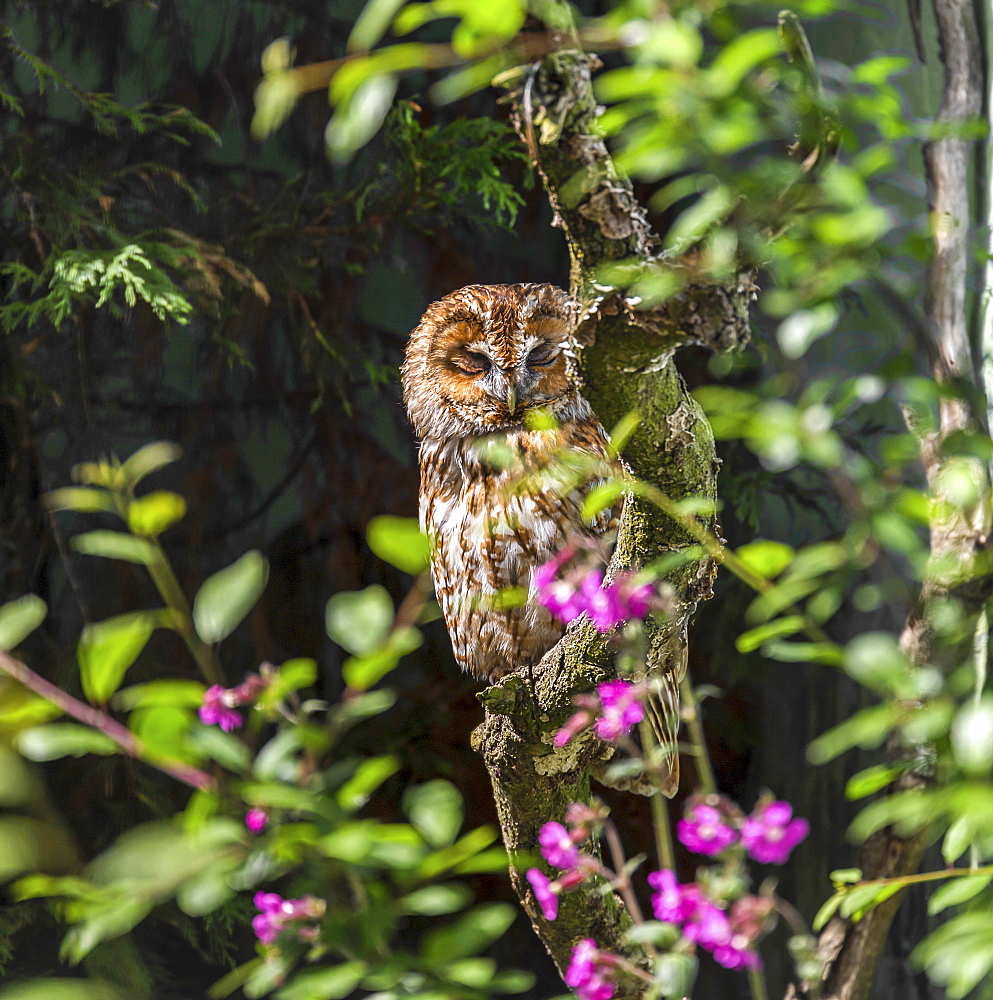 Tawny Owl in a rehabilitation centre, England, United Kingdom, Europe