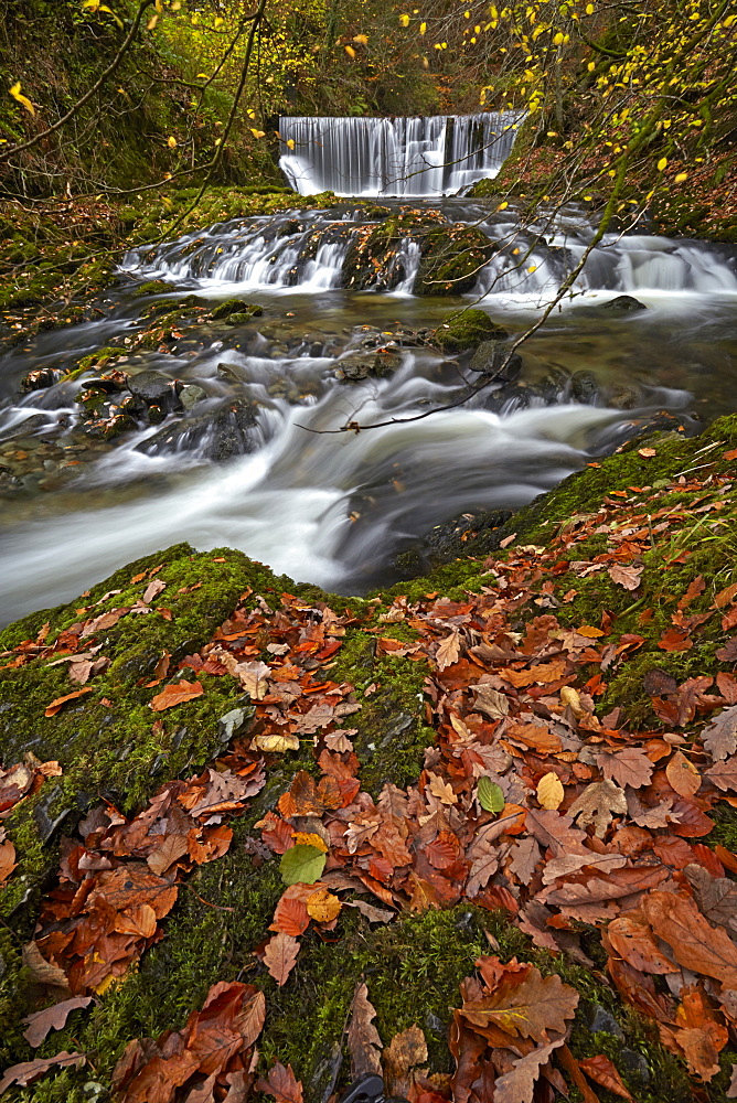 Autumn at Stock Ghyll, Ambleside, Lake District National Park, UNESCO World Heritage Site, Cumbria, England, United Kingdom, Europe