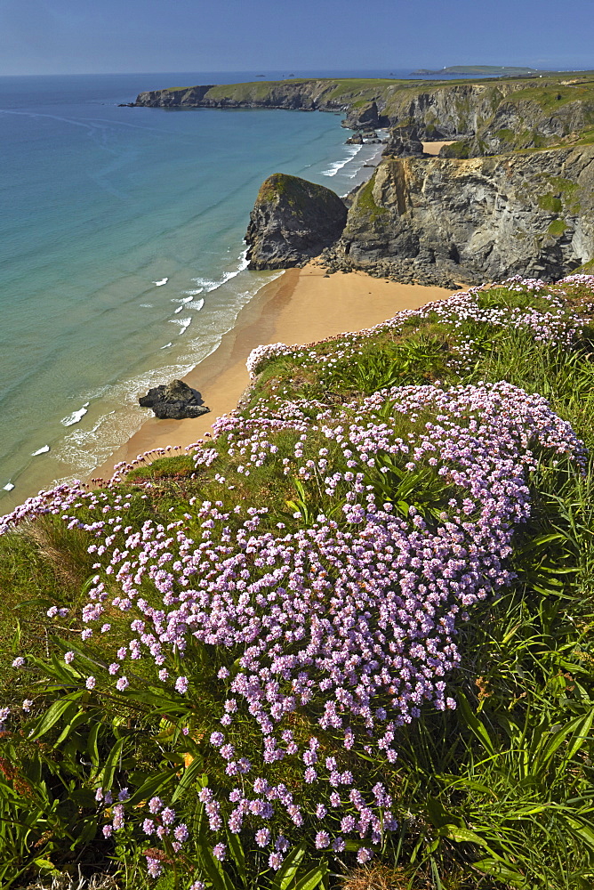 Thrift flowering on the clifftops near Bedruthan Steps on the North Cornish coast, Cornwall, England, United Kingdom, Europe