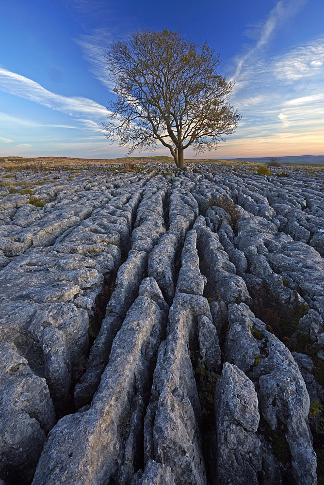 Sunset over a solitary tree growing on the limestone pavement at Malham Lings, North Yorkshire, Yorkshire, England, United Kingdom, Europe