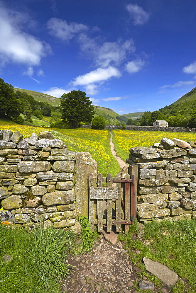 A path leading through the buttercup meadows at Muker in Swaledale, North Yorkshire, England, United Kingdom, Europe