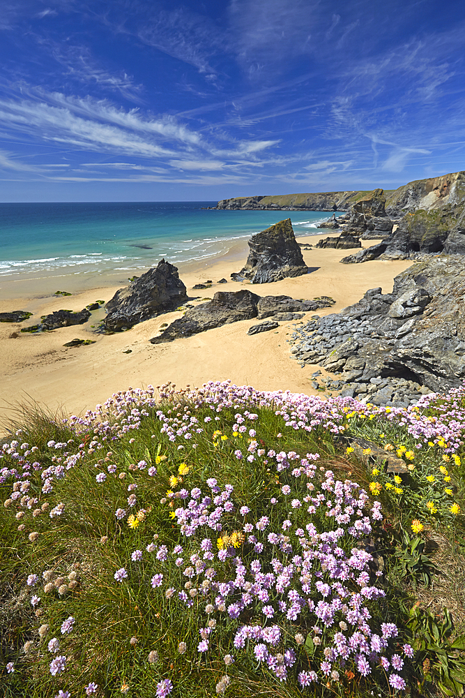 Thrift and Kidney Vetch above Bedruthan Steps, Cornwall, England, United Kingdom, Europe