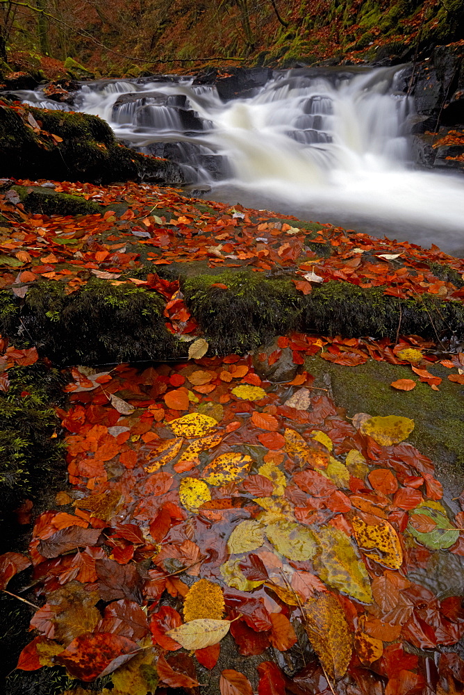 The Moness burn flowing through the Birks of Aberfeldy in autumn, Aberfeldy, Perthshire, Scotland, United Kingdom, Europe