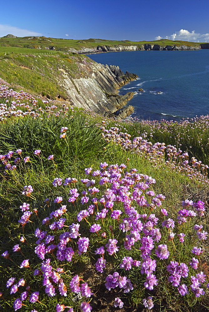 Thrift growing beside the Pembrokeshire coastal path near St. Justinian, Wales, United Kingdom, Europe