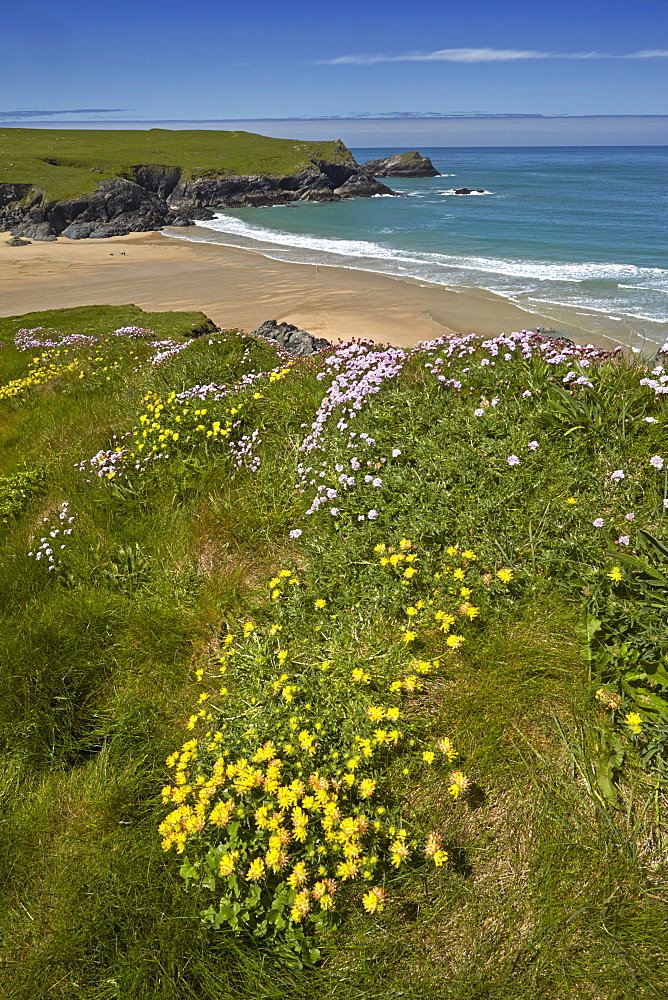 Yellow kidney vetch and pink thrift growing on the clifftops above Porth Joke beach near Crantock, Cornwall, England, United Kingdom, Europe