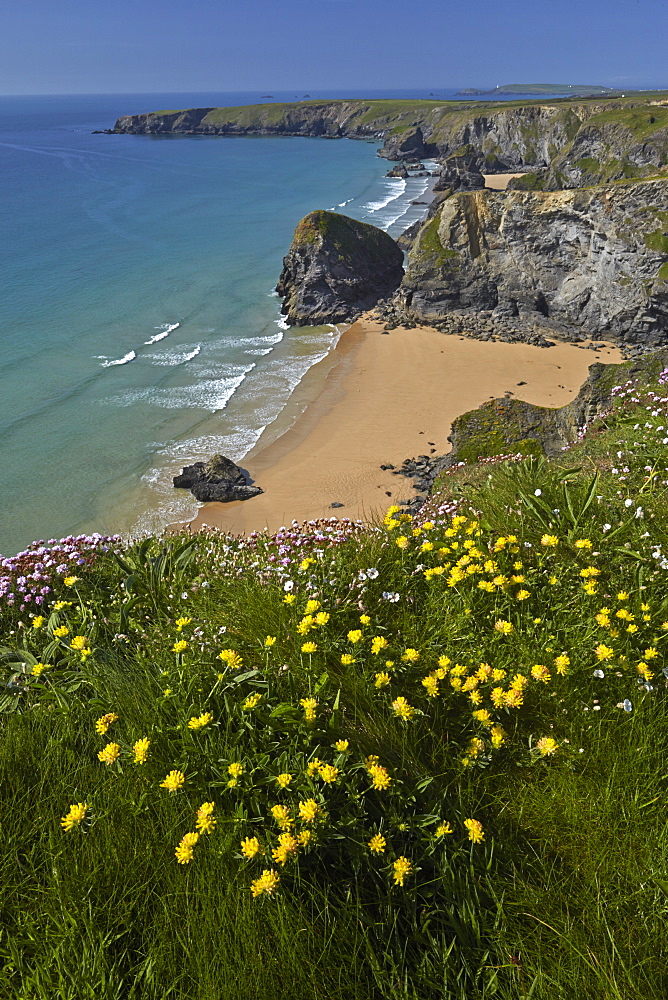 Kidney vetch growing on the clifftops above Bedruthan Steps, Cornwall, England, United Kingdom, Europe