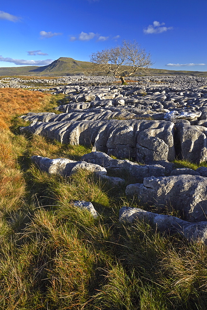 Ingleborough seen from the limestone pavement on Twistleton Scar, Yorkshire Dales National Park, North Yorkshire, England, United Kingdom, Europe