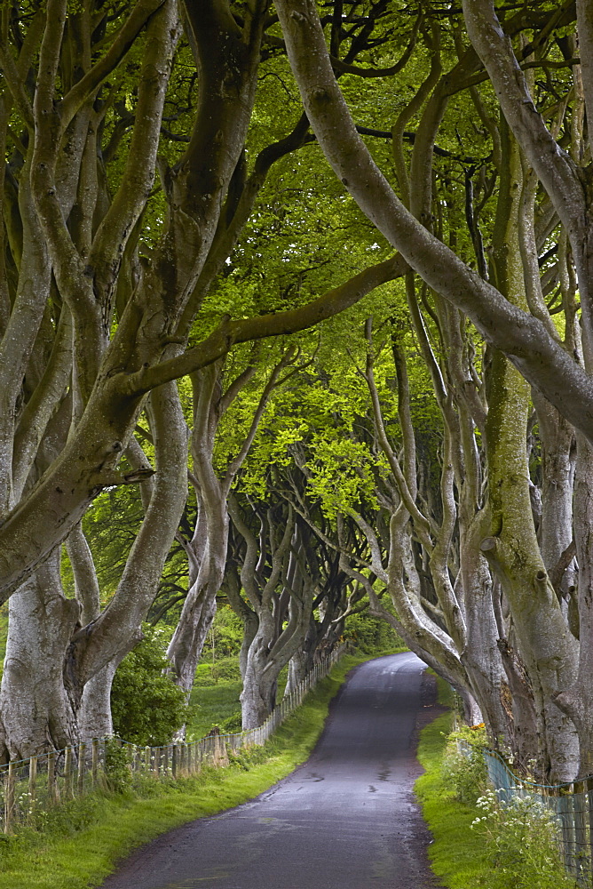 The Dark Hedges, Armoy, County Antrim, Northern Ireland, United Kingdom, Europe