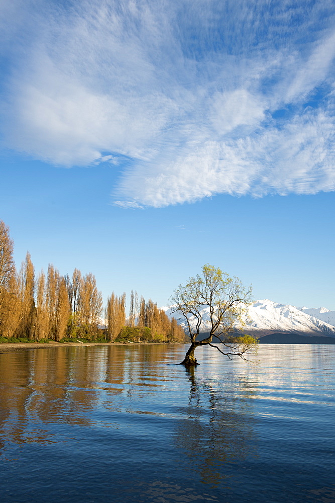 The Wanaka Tree at sunrise, Otago, South Island, New Zealand, Pacific