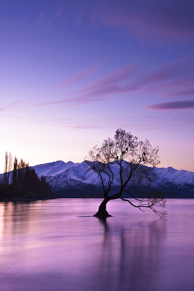 The Wanaka Tree at sunset backed by snow capped mountains, Wanaka, Otago, South Island, New Zealand, Pacific