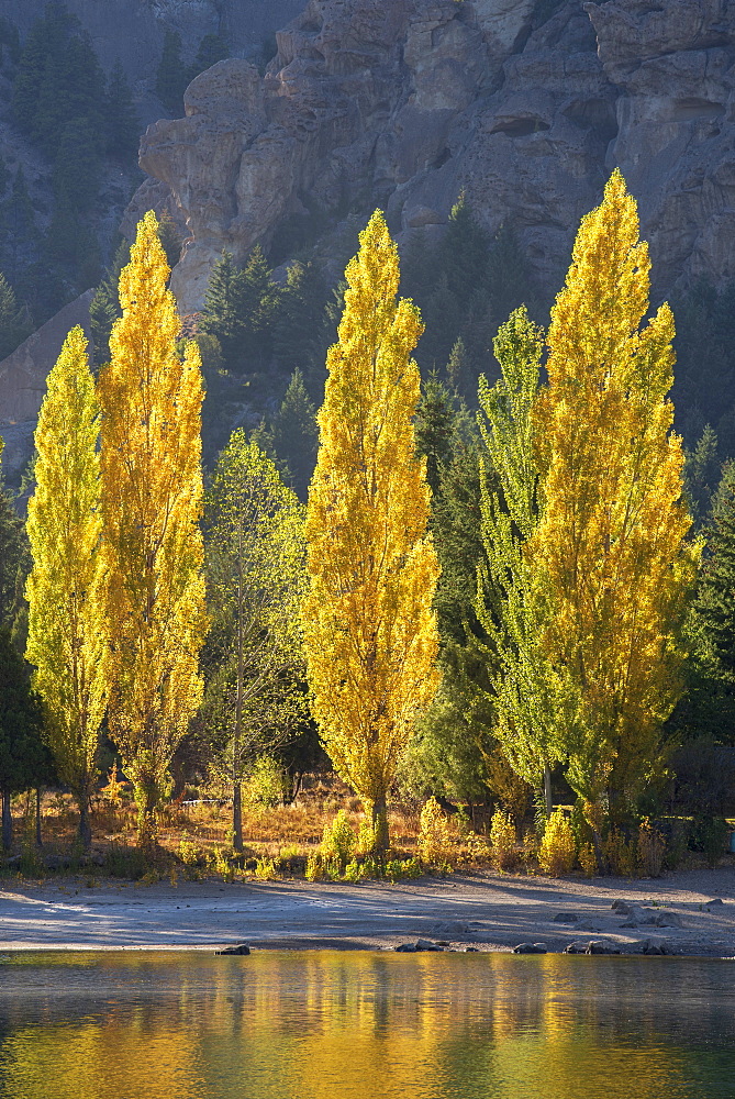 A row of poplar trees in autumnal colours, San Carlos de Bariloche, Patagonia, Argentina, South America