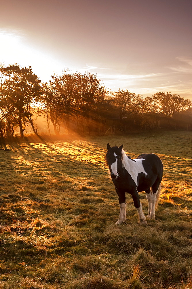 Horse (Equus ferus caballus) in sunlight field at sunrise, Cloudside, Cheshire, England, United Kingdom, Europe