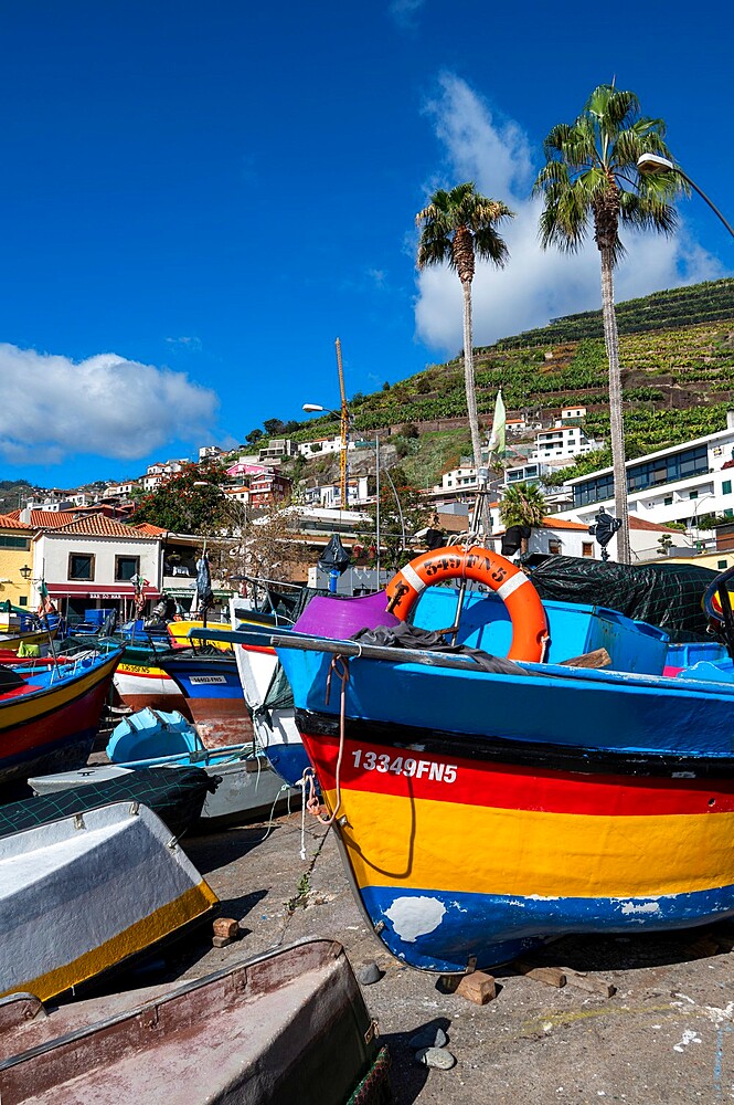 Colourful fishing boats in Camara de Lobos, Funchal, Madeira, Portugal, Atlantic, Europe