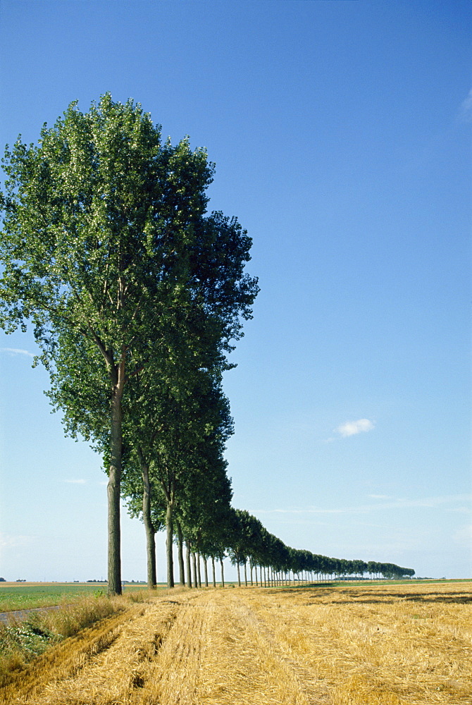 Line of trees outside Calais, Pas de Calais, France, Europe