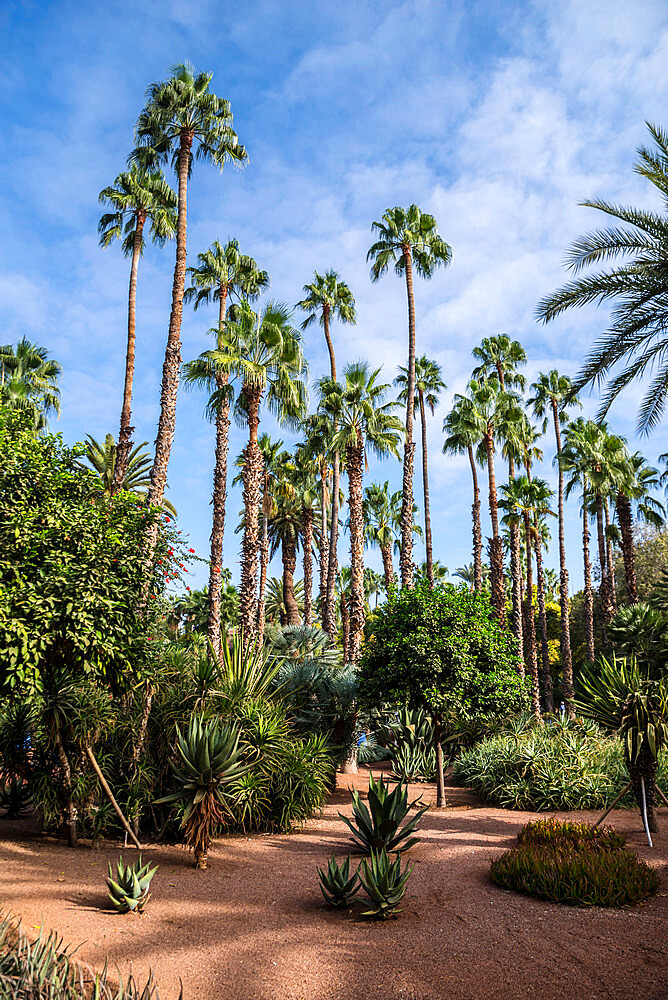 Majorelle Gardens, Marrakech, Morocco, North Africa, Africa