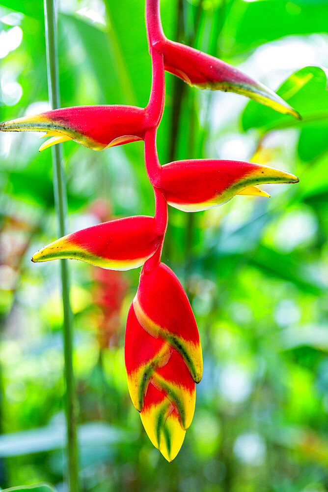 Heliconia, Singapore Botanic Gardens, Singapore, Southeast Asia, Asia