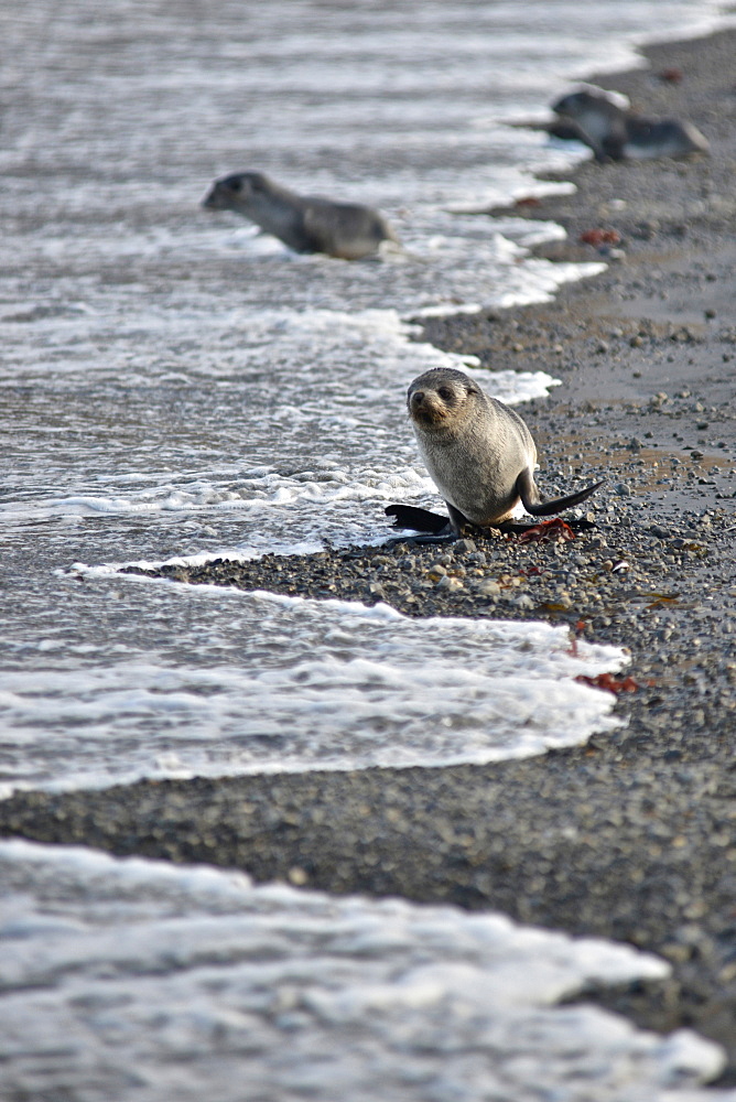 Antarctic fur seal (Arctocephalus gazella), Stromness Bay in South Georgia