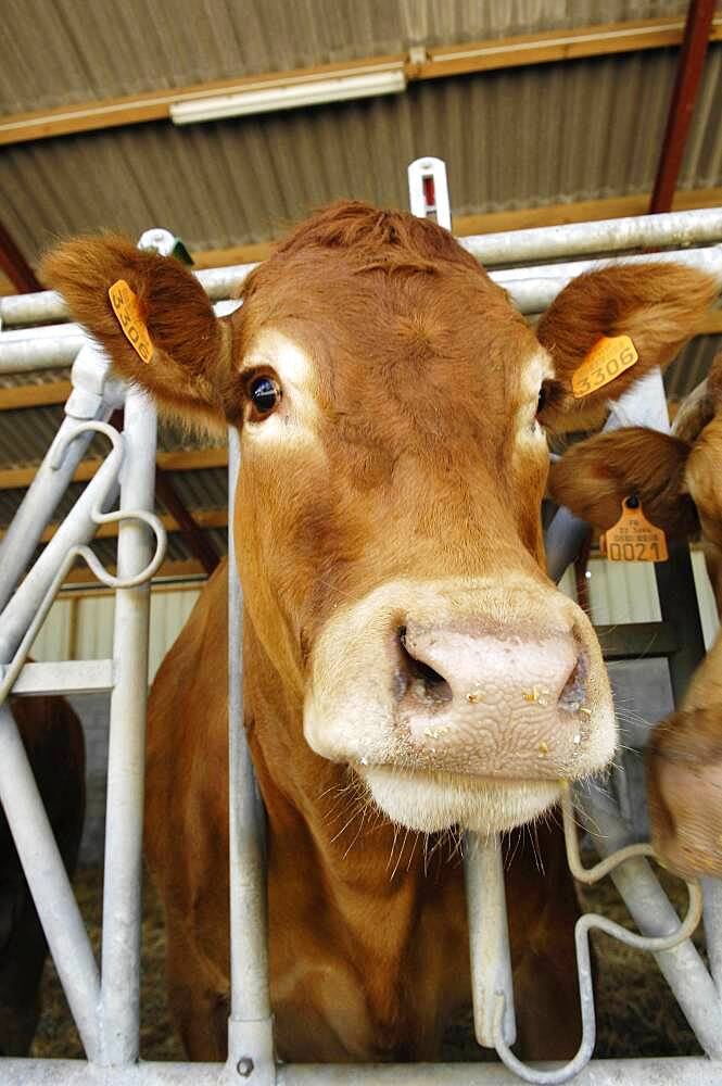 Limousin cow.