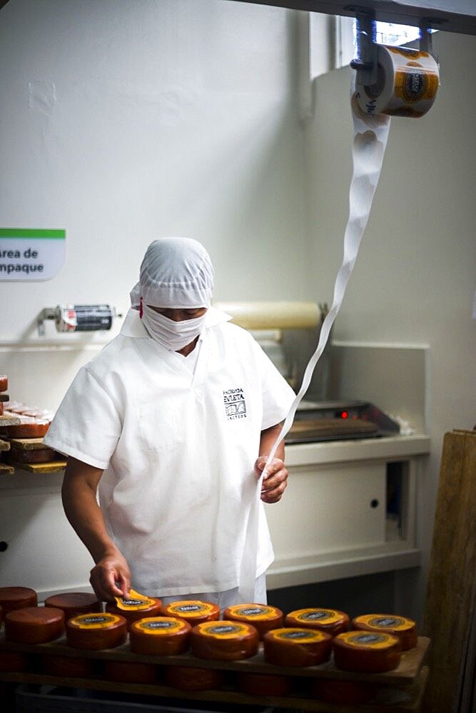 Packaging cheese at the cheese factory at Hacienda Zuleta, Imbabura, Ecuador, South America