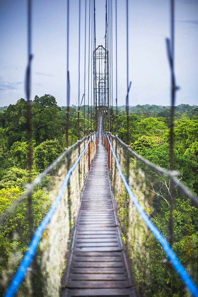 Jungle Canopy Walk in Amazon Rainforest at Sacha Lodge, Coca, Ecuador, South America