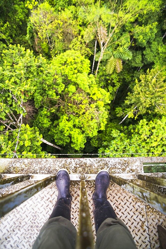 Bird watching viewing platform in Amazon Rainforest at Sacha Lodge, Coca, Ecuador, South America