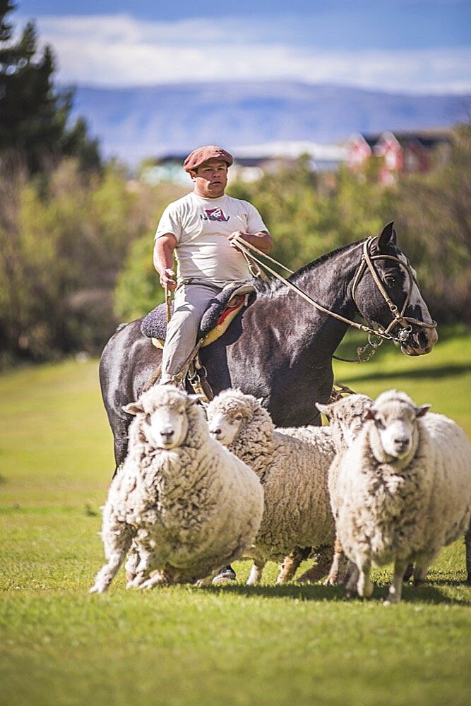 Gaucho shepherd rounding up sheep at Estancia 25 de Mayo, El Calafate, Santa Cruz Province, Argentinian Patagonia, Argentina, South America