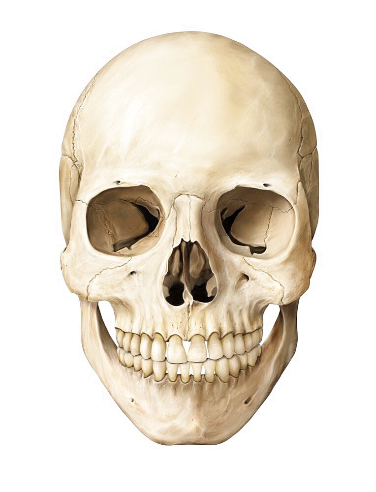 Skull