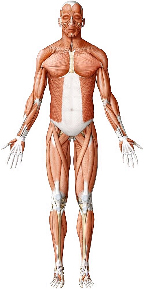 Main skeletal muscles anterior view