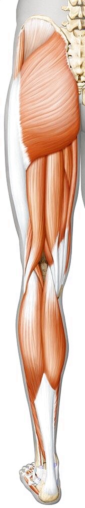 Muscles of the leg and foot posterior view