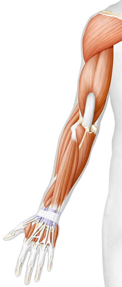 Muscles of the arm and hand posterior view