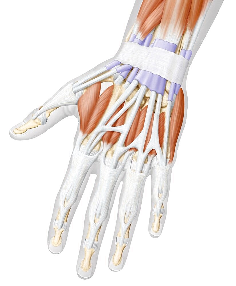 Muscles of the hand posterior view
