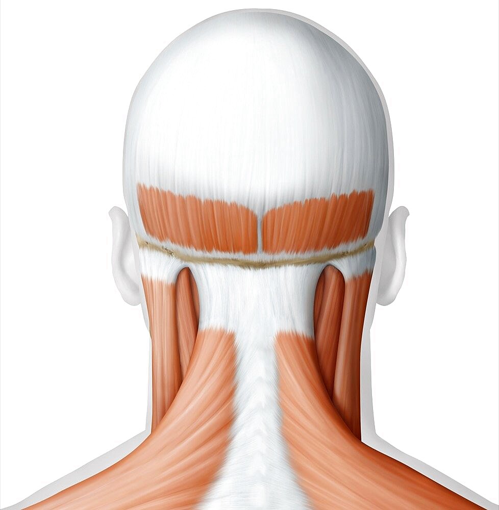 Muscle of the head and neck posterior view